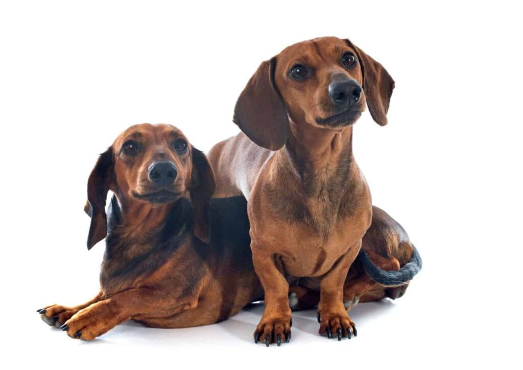 dachser
